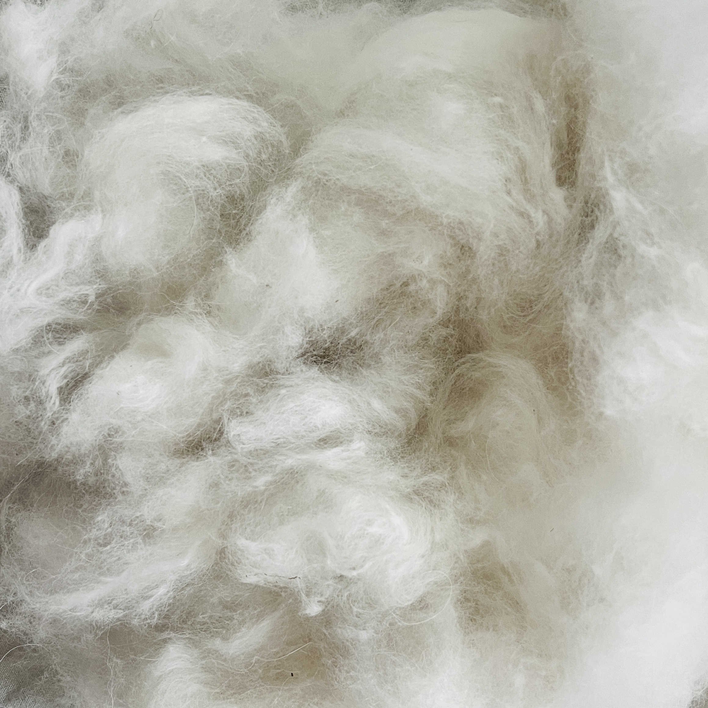 Texture of Samoyed Dog Wool
